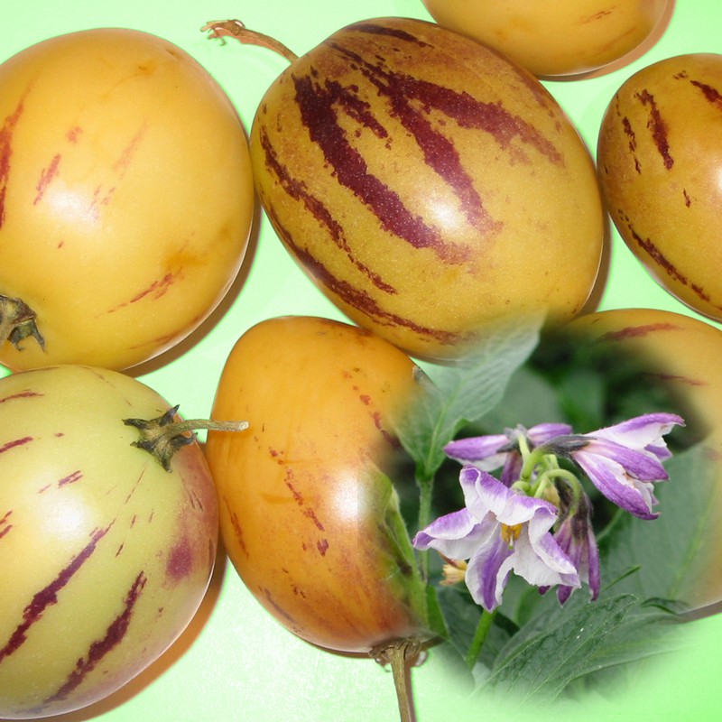 Solanum muricatum