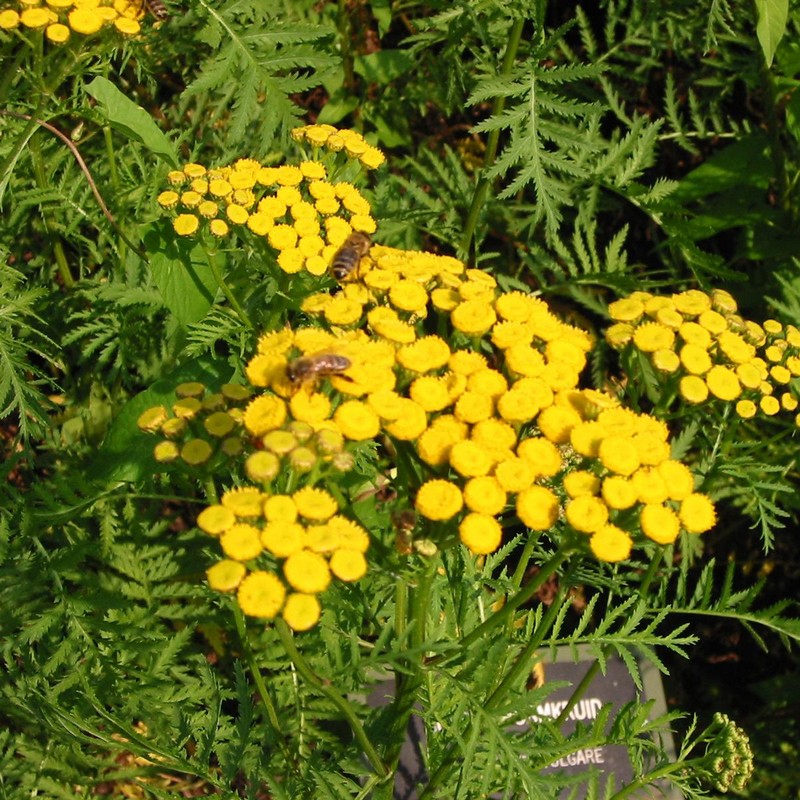 Tanacetum vulgare