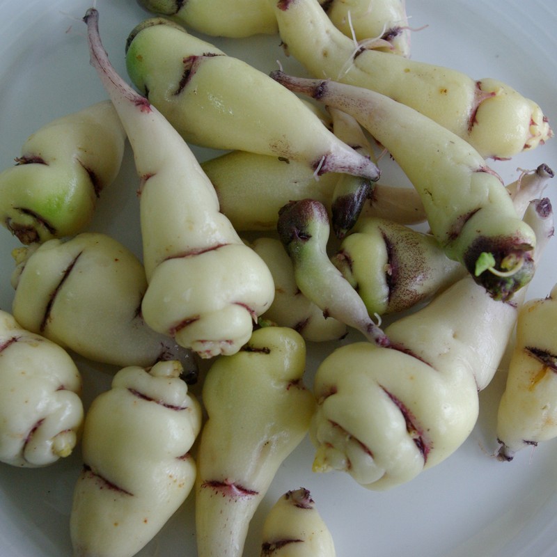 Tropaeolum tuberosum