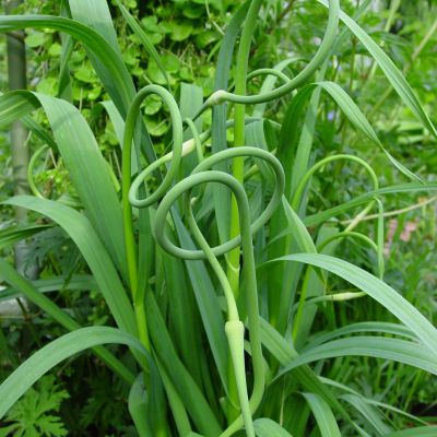 Allium sativum 'Ophioscorodon'