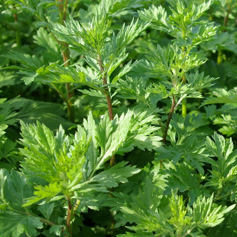 Artemisia vulgaris