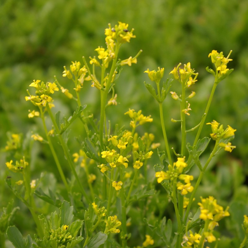 Barbarea verna