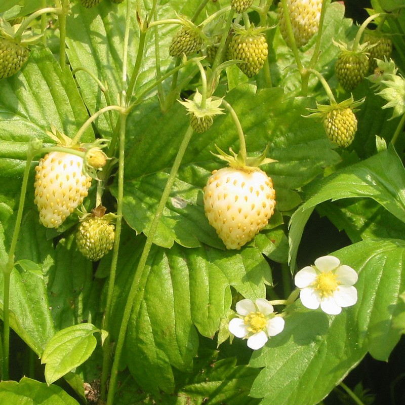 Fragaria alpinum 'Yellow Wonder'