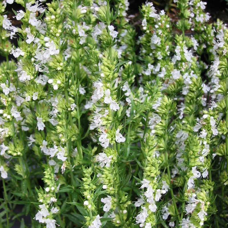 Hyssopus officinalis 'Alba'