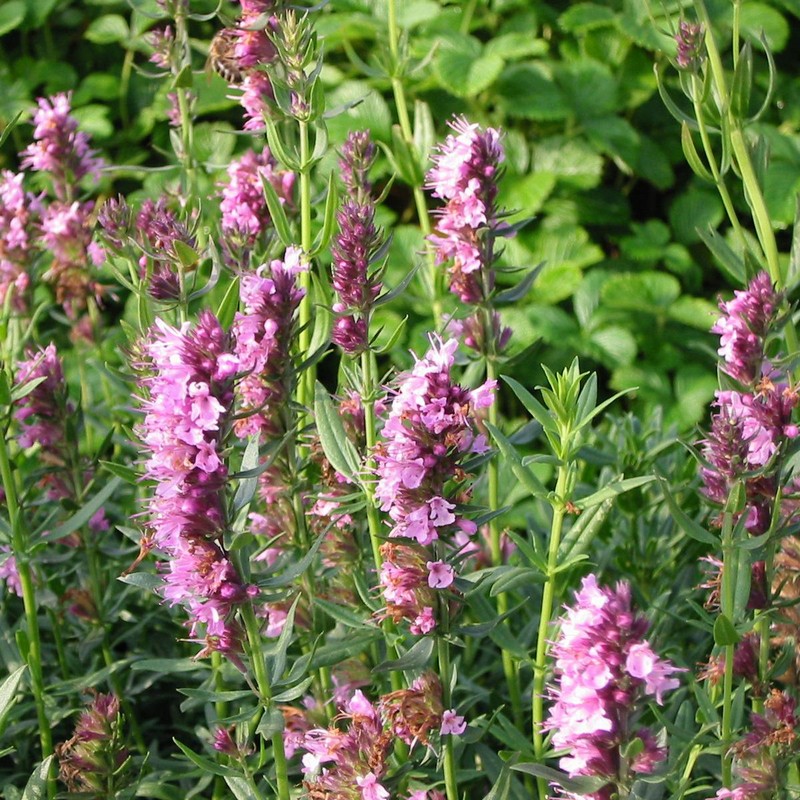 Hyssopus officinalis 'Rosea'