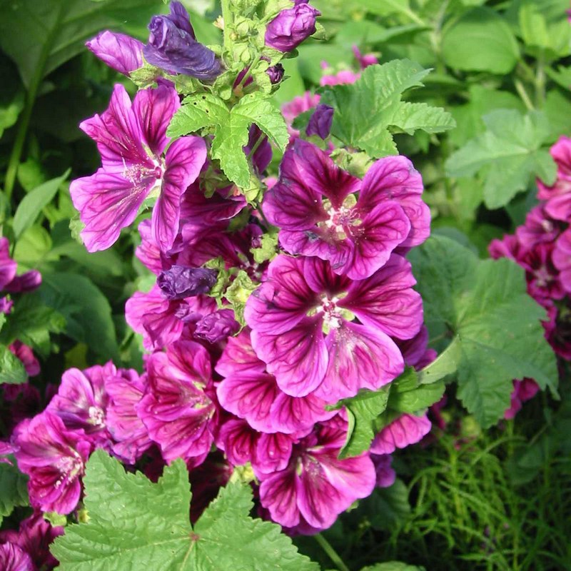 Malva sylvestris