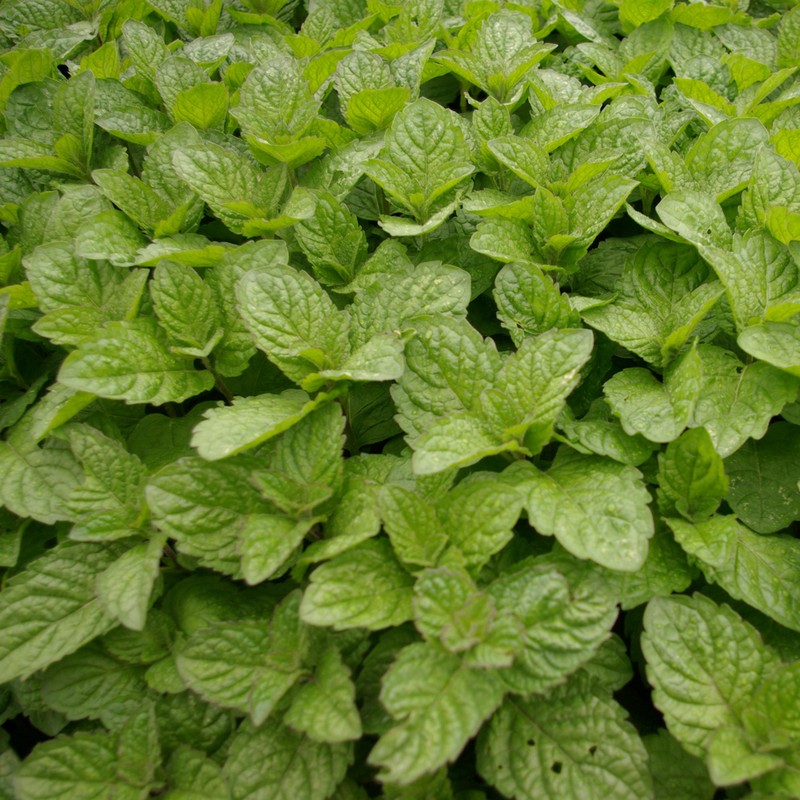 Mentha piperita 'Grapefruit'
