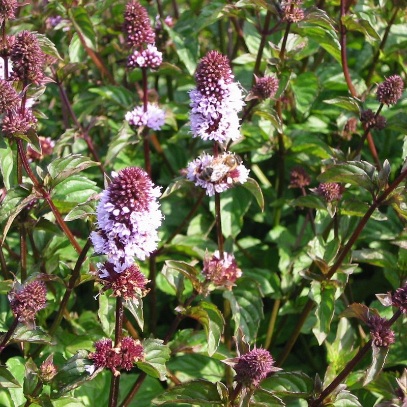 Mentha piperita 'Lime'