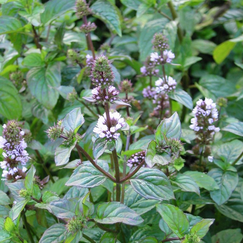 Mentha piperita 'Orange'