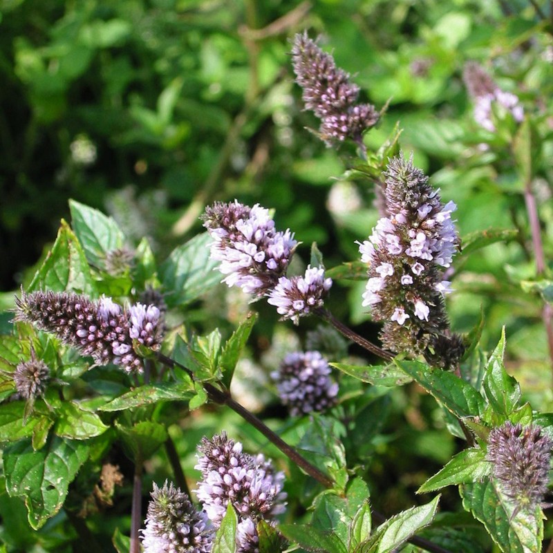 Mentha piperita 'Nigra'
