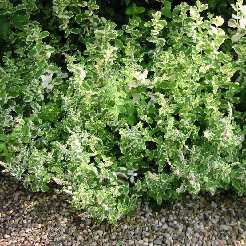Mentha rotundifolia 'Variegata'