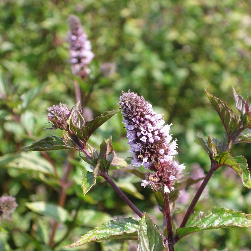Mentha smithiana