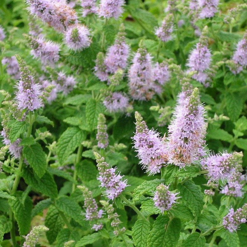 Mentha suaveolens 'Roverchonii'