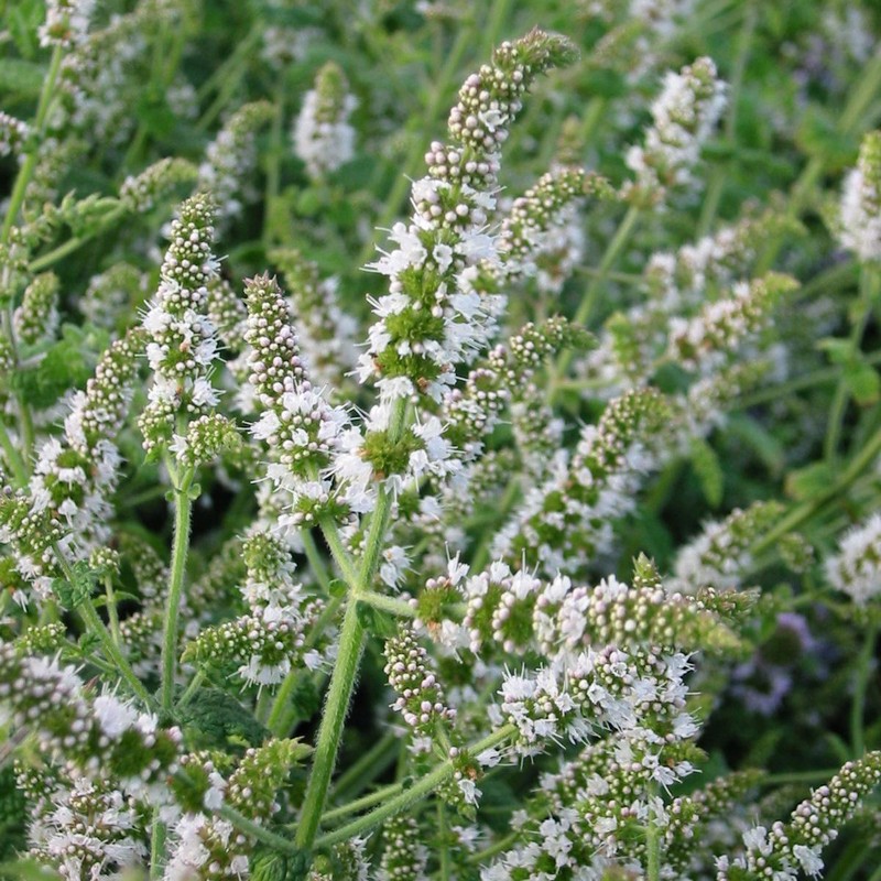 Mentha suaveolens