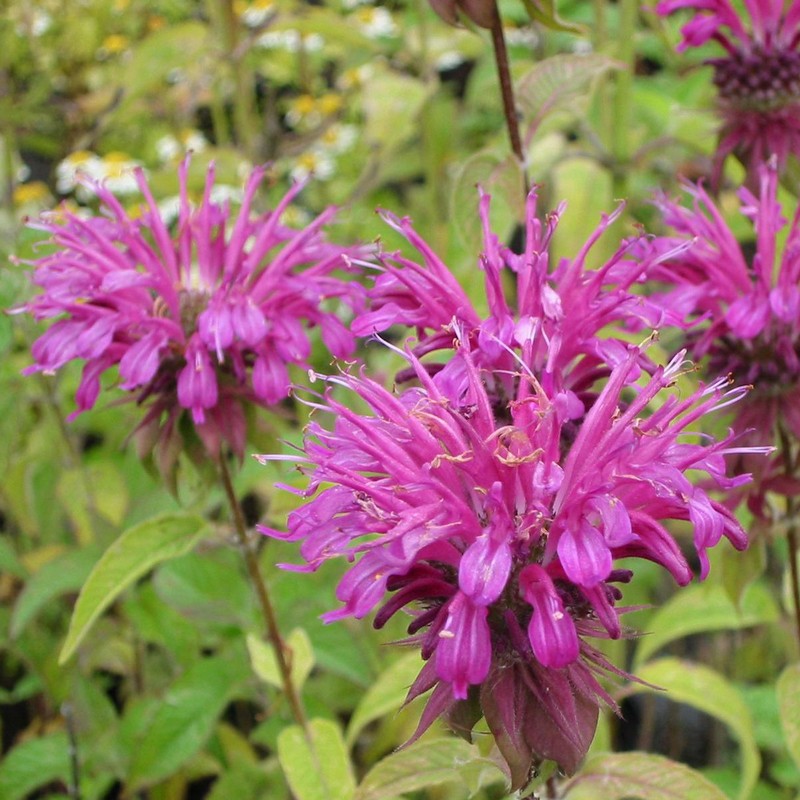Monarda didyma