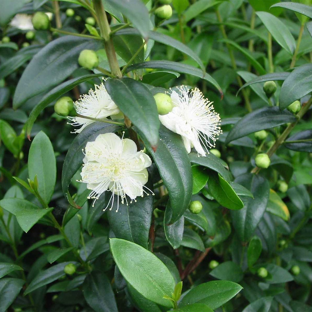 Myrtus communis