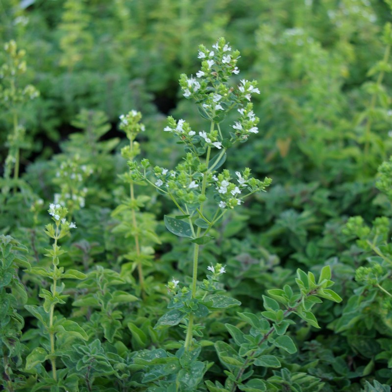 Origanum heracleoticum