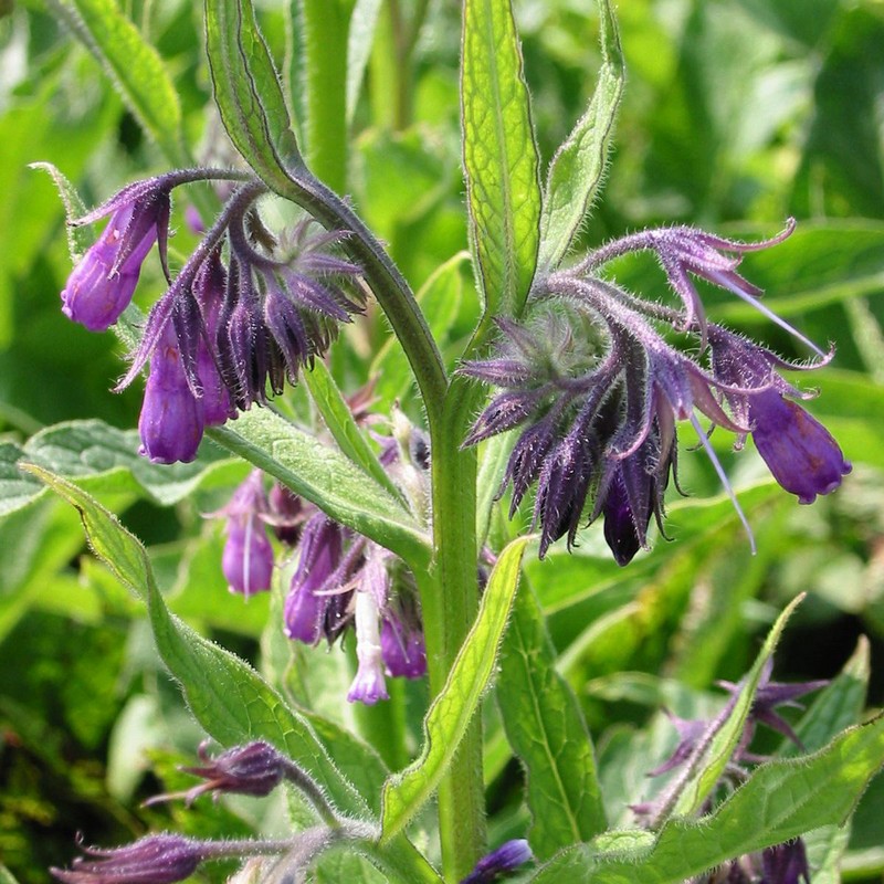Symphytum officinale