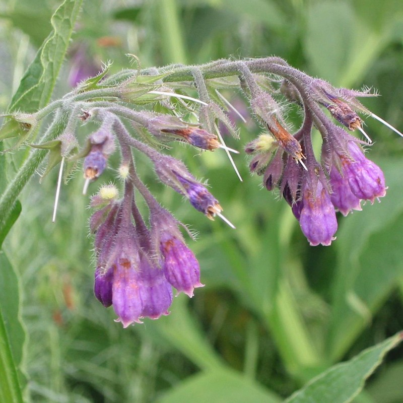 Symphytum uplandicum