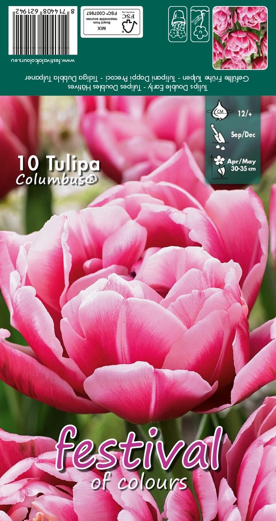 Tulipes 'Columbus'