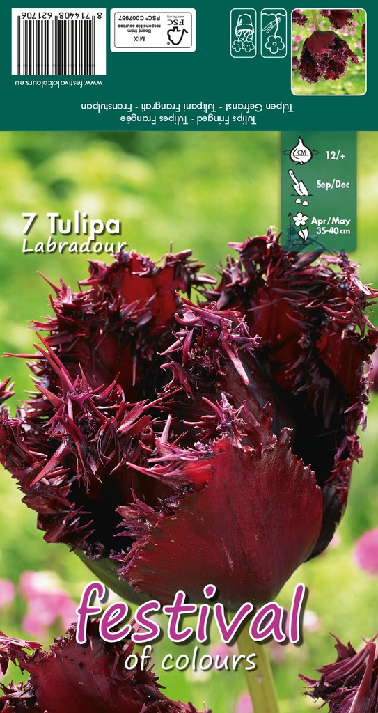 Tulipes Labrador