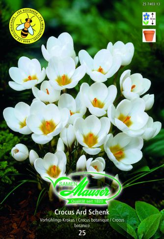 Croc chrysanthus Ard Schenk 20