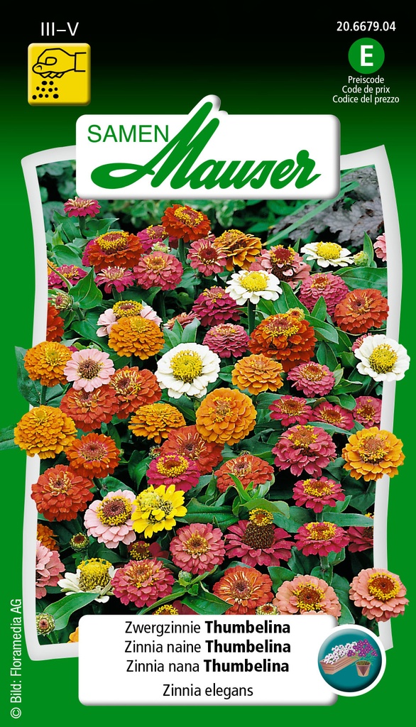 Zinnia thumbelina mélange