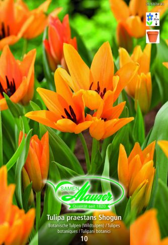 Tulipe botanique Shogun 10