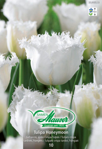 Tulipe CRI Honeymoon 10