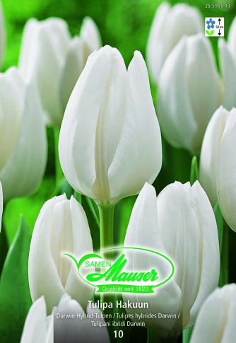 Tulipe THD Hakuun 10