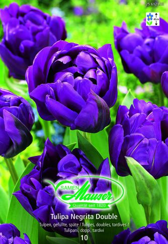 Tulipe TTD Negrita Double 10