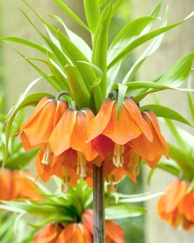 Fritillaria imperialis Aurora