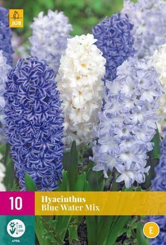 Jacinthe blue water mix