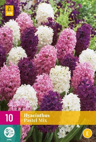Jacinthe pastel mix