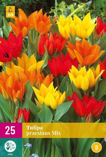 Tulipe praestans mix