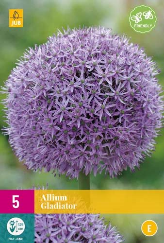 Allium gladiator
