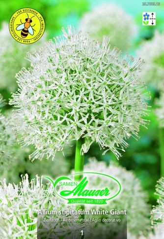 Allium stipitatum White Giant 1