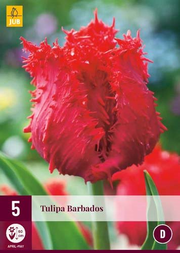 Tulipe BARBADOS