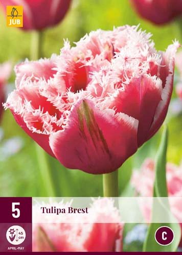 Tulipe BREST