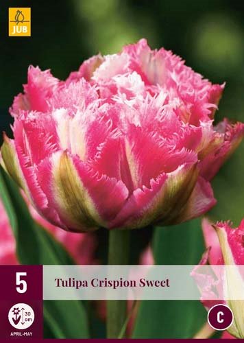 Tulipe CRISPION SWEET  NEW