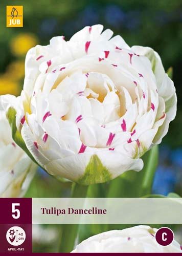 Tulipe DANCELINE