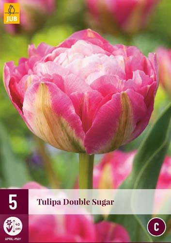 Tulipe DOUBLE SUGAR  NEW