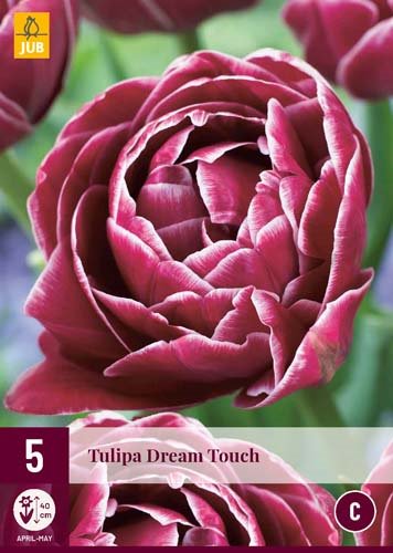 Tulipe DREAM TOUCH