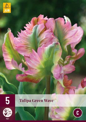 Tulipe GREEN WAVE