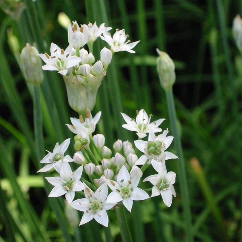 Allium tuberosum