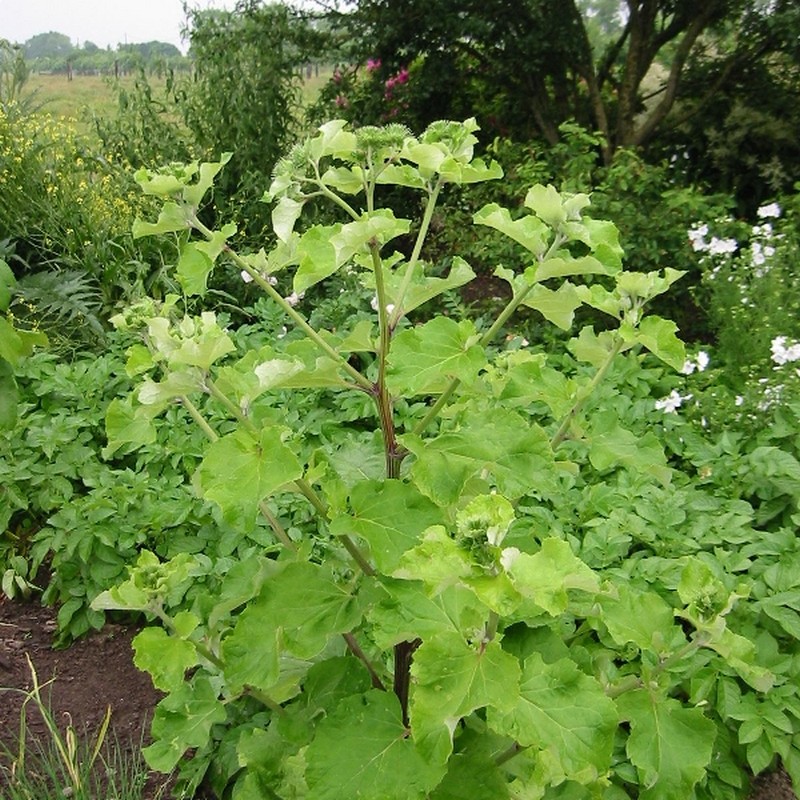 Arctium lappa