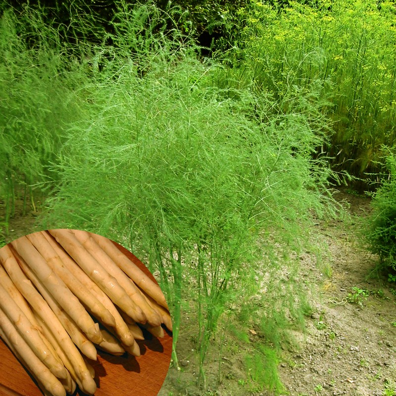 Asparagus officinalis 'Argenteuil'