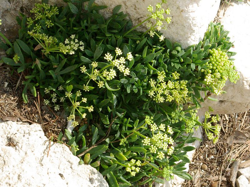 Crithmum maritimum
