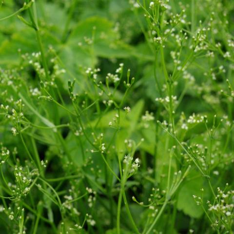 Cryptotaenia japonica