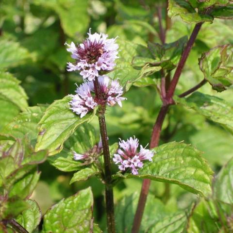 Mentha piperita 'Citrata'